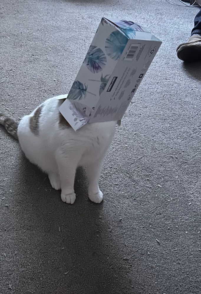 Arthur, the ginger and white cat of little brain. With a tissue box on his head. Again. Because he’s like that.