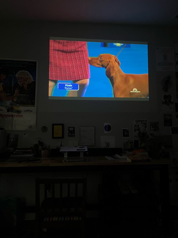 A visla on the blue carpet, the caption shows his name is Rumor