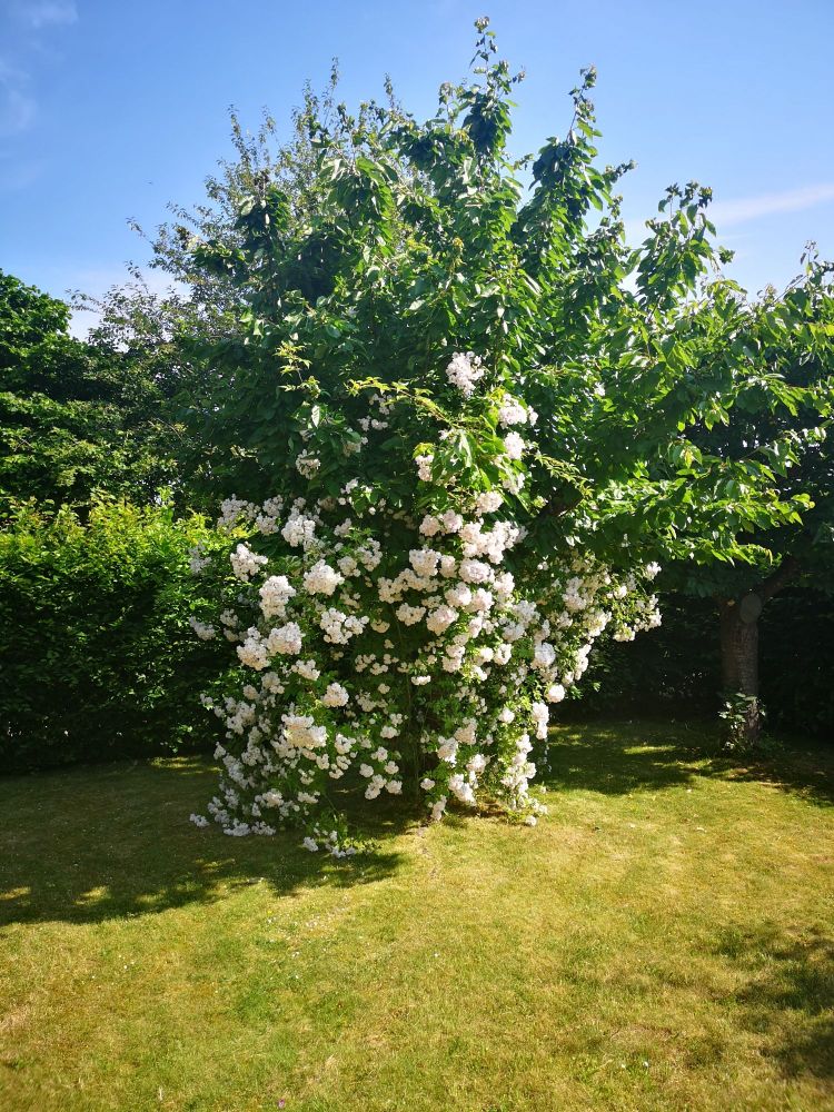 Ramblerrose im Kirschbaum in meinem Garten.