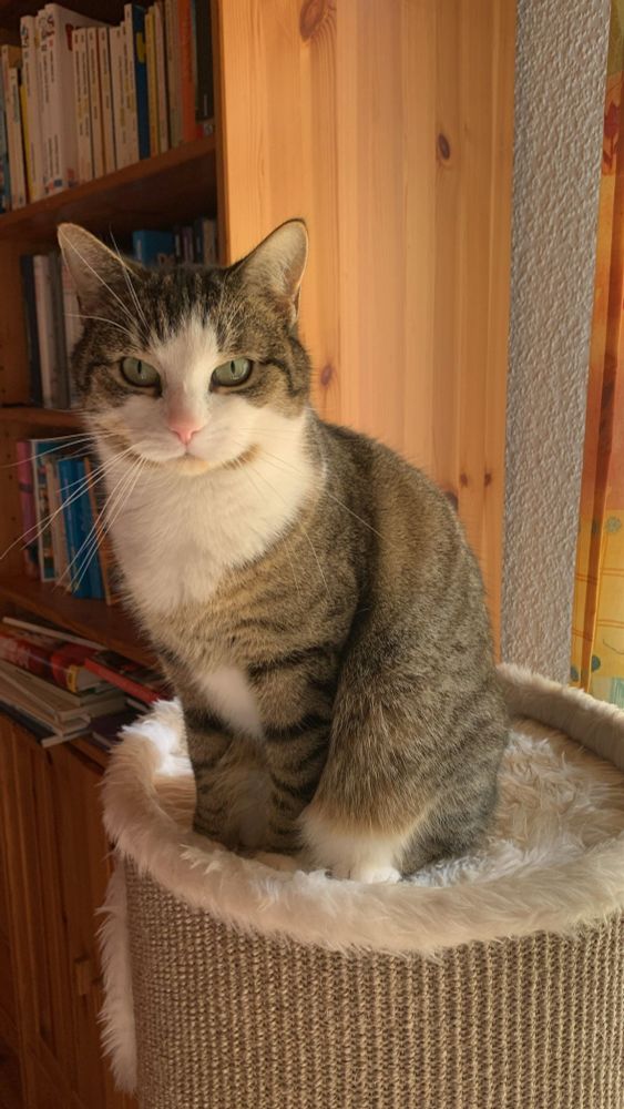 Getigerte Katze auf ihrer Kratztonne 