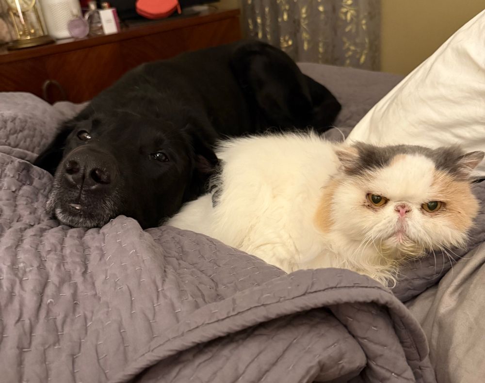 Black lab and a white calico Persian with grey and tan accents lying together on a grey quilt 