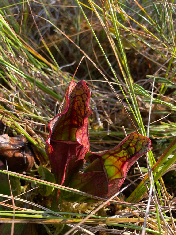 A photo of two purple pitcher plants. You can see all the veins!
