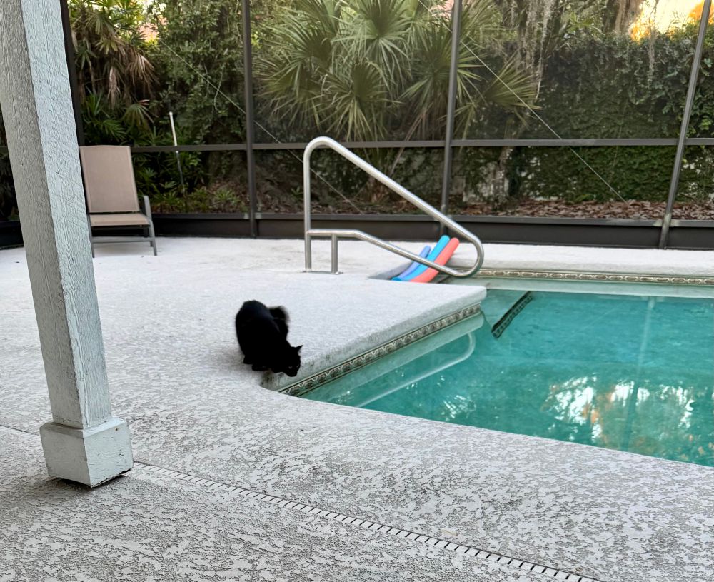 Maxine the cat is crouching by the pool, where a moment prior she was reaching down to take a sip of water. (Easton has been engaged in this behavior for the past two days, hence the pool noodles)