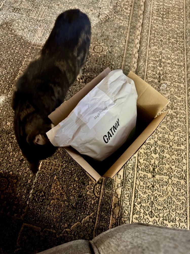 Jane the cat is circling a delivery box with a large bag of catnip inside