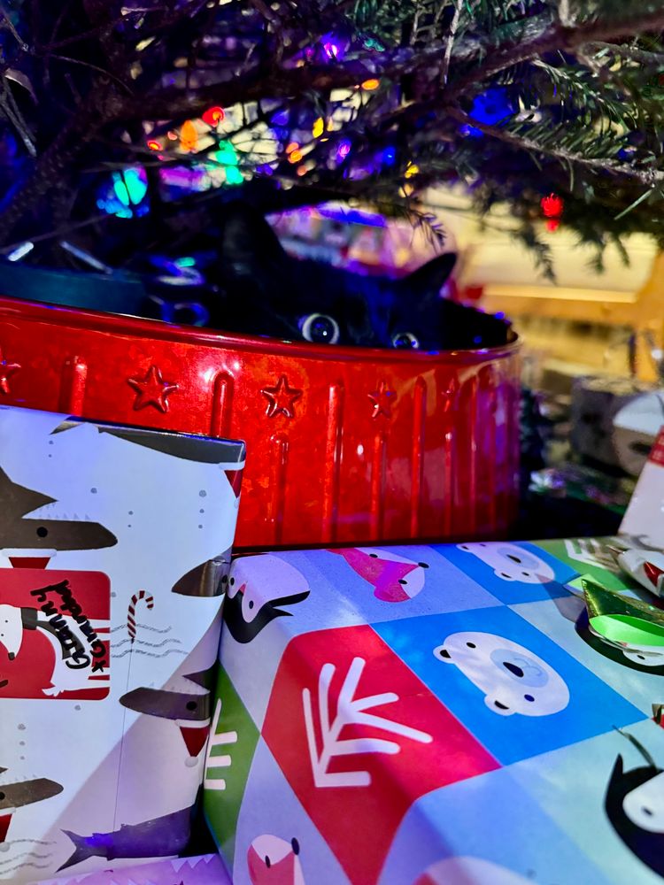 Easton the cat is peeking out from inside the red collar around the base of the Christmas tree 