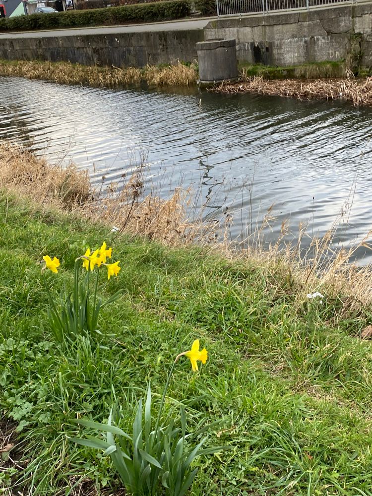 Daffodils in bloom on the banks of the Grand Canal, 7th February 2025