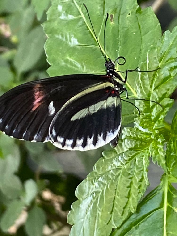 Heliconius on a leaf at Malahide Castle, Dublin 