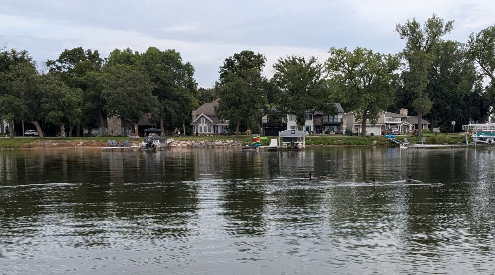 Six juvenile common loons swimming near a developed lakeshore