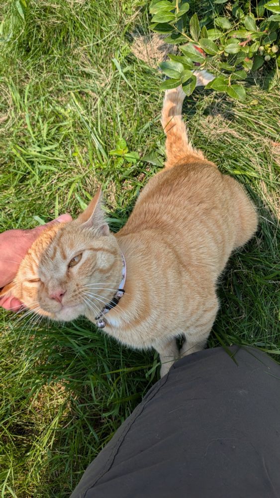 A very friendly orange tabby who came to greet us in the blueberry patch