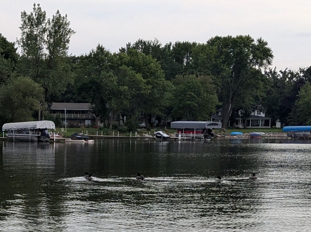 Five juvenile common loons near a developed lakeshore