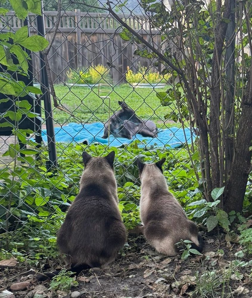 Two seal point domestic shorthair cats watch a black greyhound, who is lounging on a blanket on the other side of a chainlink fence