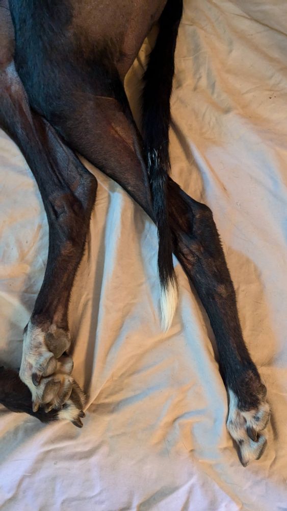 A black greyhound showing the good side of her injured tail