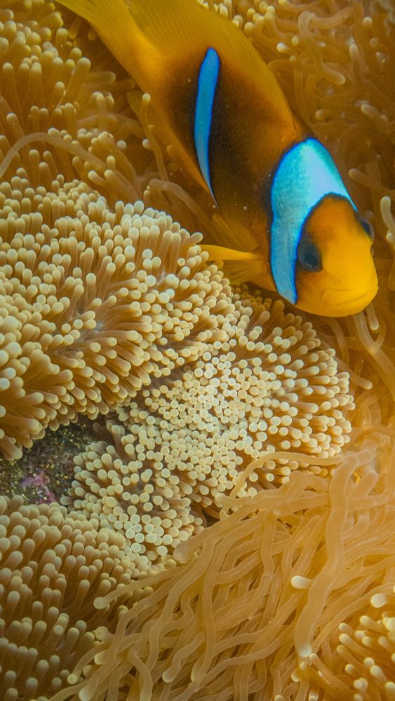 Clown fish on anemone with it’s eggs that are close to hatching