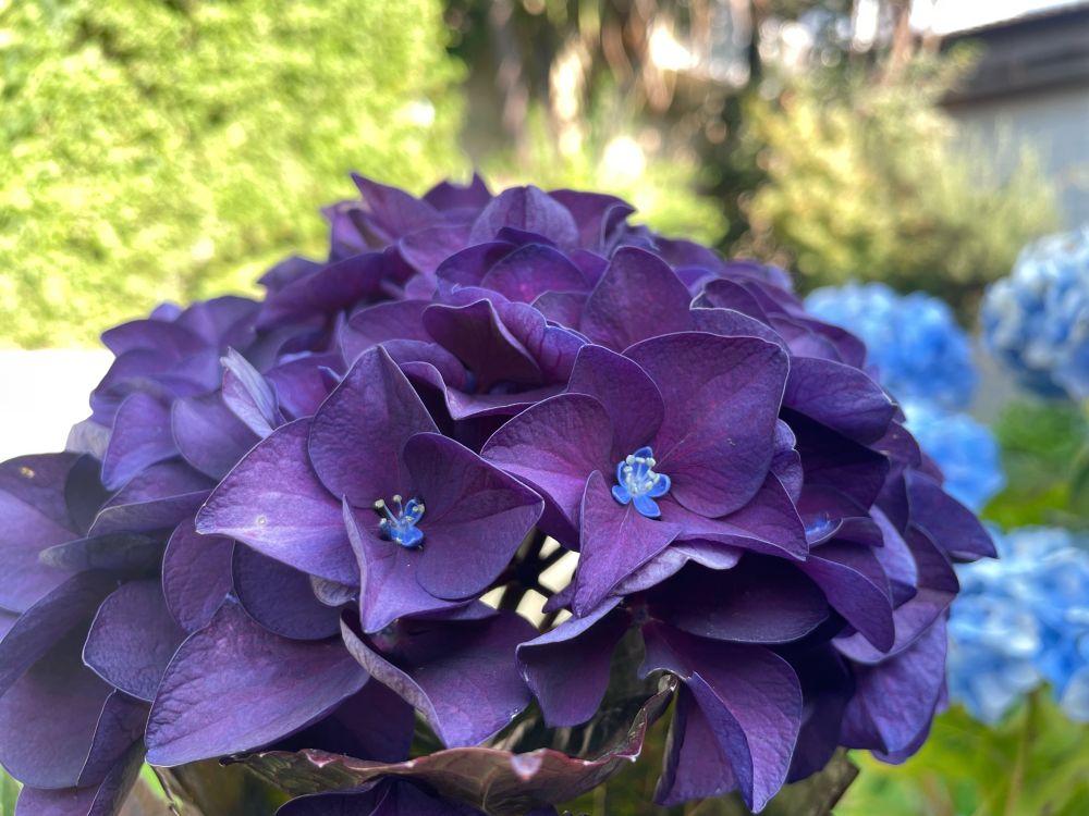 Deep, deep reddish-purple hydrangeas, with cerulean hydrangeas and some vegetation in the background