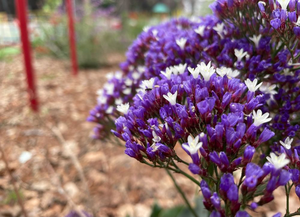 To the right, a small bouquet of purple and white flowers; dozens of them. Some are in focus and the rest are in the background. To the left, there is a background of dry leaves illuminated by a cloudy sky.