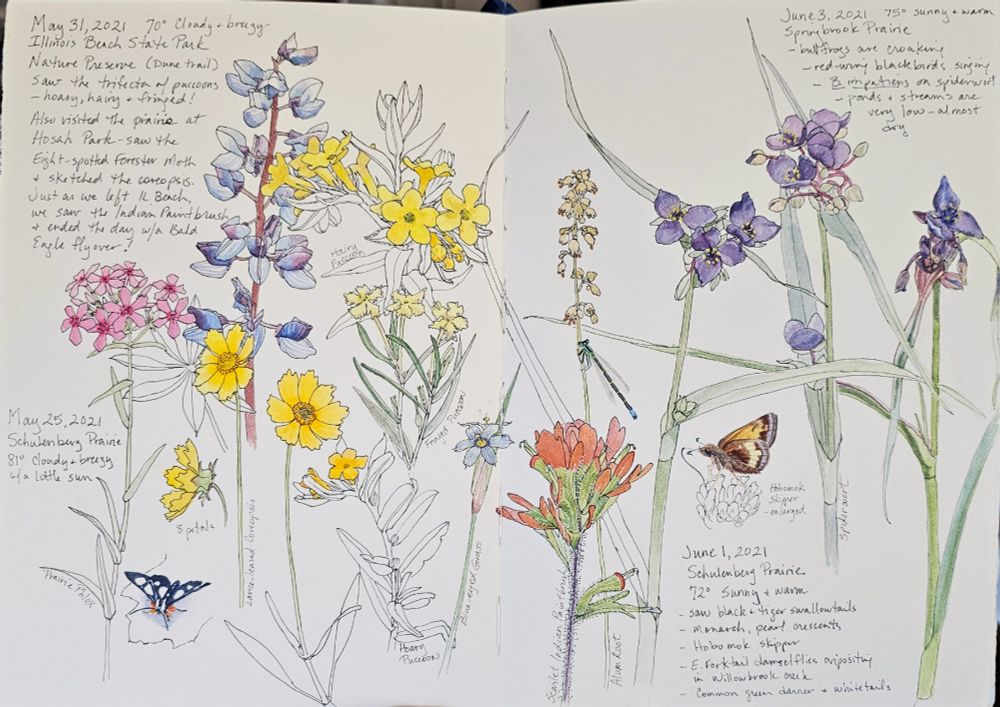 2-page spread of watercolor and ink sketches interspersed with handwritten notes.  Left page: May 31, 2021, 70 degrees, cloudy and breezy, IL Beach St Park Nature Preserve (Dune trail), saw the trifecta of puccoons- hairy,  hoary and fringed! Also visited the prairie at Hosah Park- saw the 8-spotted forester moth and sketched the coreopsis. Just as we left IL beach,  we saw the Indian Paintbrush and ended the day with a bald eagle flyover!  Sketch has overlapping ink drawings with painted flowers-prairie phlox (pink), coreopsis (deep yellow- orange), lupine (blue-purple), the three puccoons (yellow,  lemon yellow,  yellow orange) and a blue-eyed grass.  A black and white spotted moth with orange pantaloons is near the bottom. 
Right page: flowers continue with scarlet Indian paintbrush,  pale brown alum root with a damselfly on the stem,  and 3 stalks of purple-blue spiderworts with leaves arching in many directions.  A brown and yellow skipper is in the center.  Notes: June 1, 2021, Schulenberg Prairie,  72, sunny and warm,  saw black and tiger swallowtails, monarch, pearl crescents, Hobomark skipper, E.forktail damselflies ovipositing in Willowbrook creek, common green darner, and whitetails
June 3, 2021 75 degrees and warm,  Springbrook Prairie,  bullfrogs are croaking, red-wing blackbirds singing,  B.impatiens on spiderwort,  ponds and streams are very low- almost dry. 