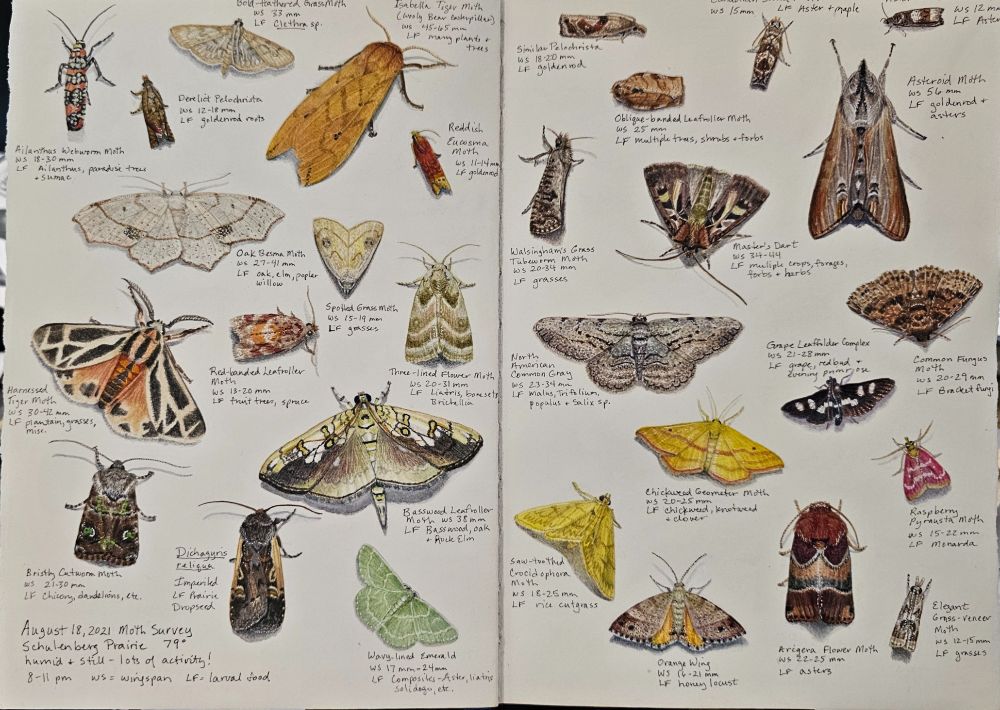 Two page spread of realistic watercolor paintings of a diversity of moths plus handwritten inked information including the common name, wingspan, and larval foods. The moths have shadows beneath them which makes it look like they're on a white sheet ready to take off.  The moth survey is from August 18, 2021 at the Schulenberg Prairie at the Morton Arboretum in Lisle, IL.
