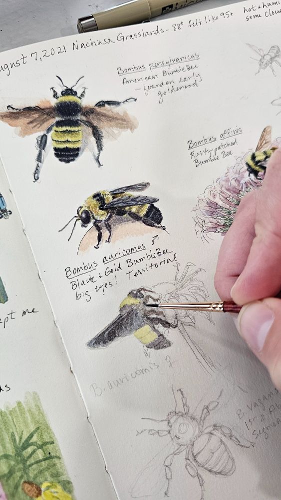 Journal page showing watercolor paintings of different species of bumble bees as well as pencil drawings and a work in progress with the tips of fingers holding a tiny paintbrush. Handwritten notes are interspersed among the bees.