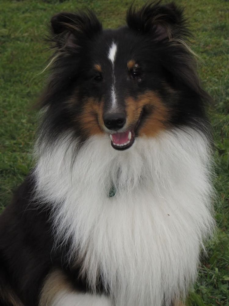 Portrait of a beautiful tricolor sheltie with a background of grass. 