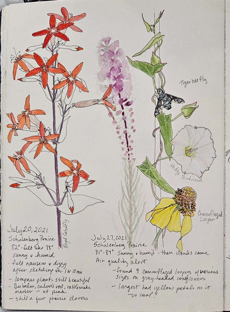 Watercolor and ink sketches with handwritten notes at the bottom.  Left to right- Royal catchfly flower stalk with bright red star-like flowers and a deep purple stem. Leaves are just inked.  Next is a loose watercolor of a dense blazing star with light purple fuzzy flowers.  Last is an inked stem with a vine with green leaves and a trumpet- shaped white flower winding up.  A black tiger bee fly is perched on the stem.  Below is a yellow coneflower with a camouflaged looper on it. 
Notes-July 20,2021, Schulenberg Prairie,  82 degrees- felt like 88, sunny and humid
- felt nauseus and dizzy after sketching for 1 hr 10 min
- compass plants still beautiful,  beebalm, culver's root, rattlesnake master-at peak
- still a few prairie clovers
July 27, 2021, Schulenberg Prairie, 81-84 degrees,  sunny and humid- then clouds came,  air quality alert
- found 9 camouflaged loopers of various sizes on gray-headed coneflowers, largest had yellow petals on it- so cool!