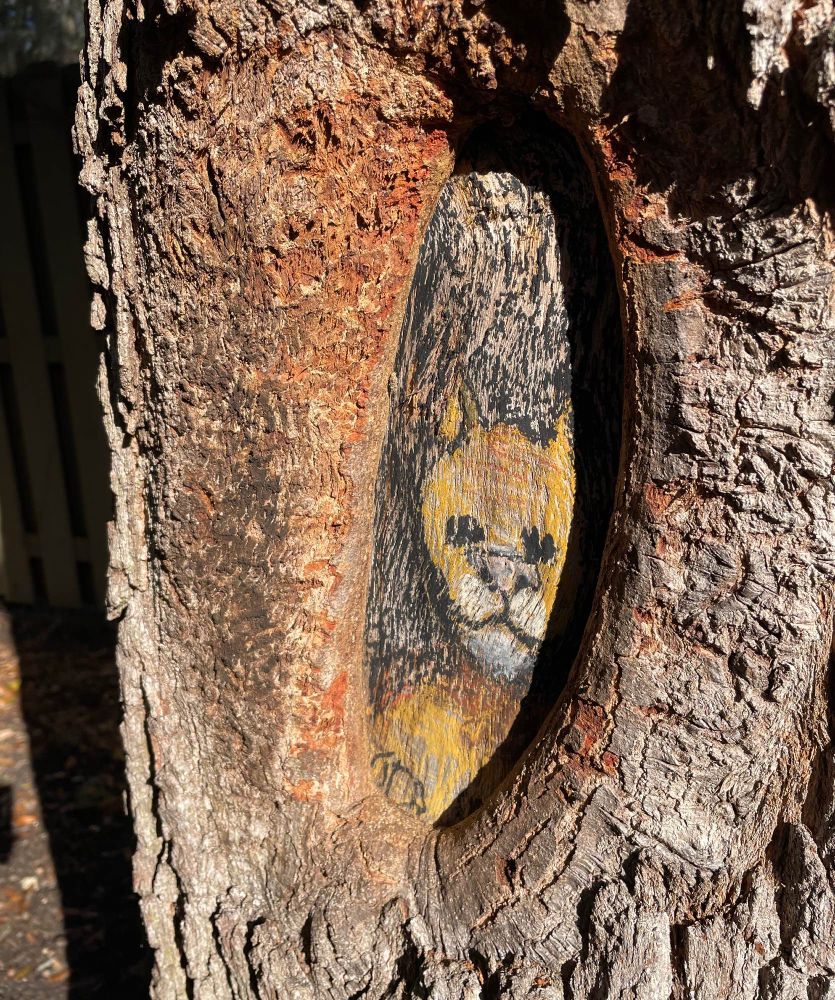 Yellow-ish cat head paint onto the place where a limb had been cut off.