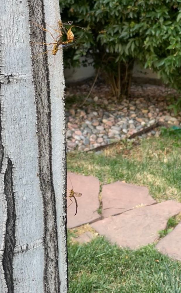 Bugs on a tree with a long tail and wings 