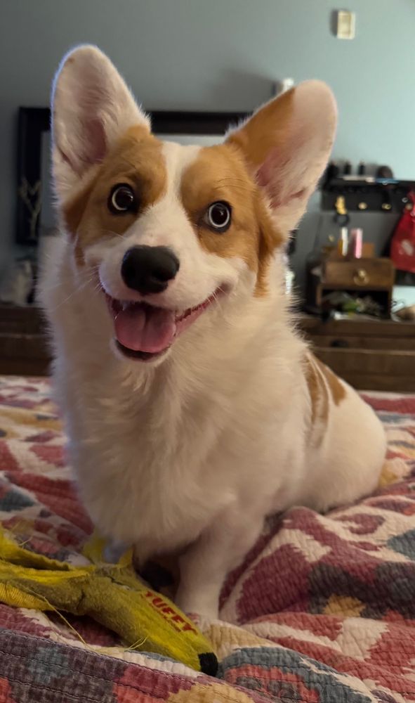 Clementine the mostly white corgi is sitting on the bed smiling at the camera. She has sparkling blue eyes and a disgusting, wet banana peel at her feet— her favorite toy. 