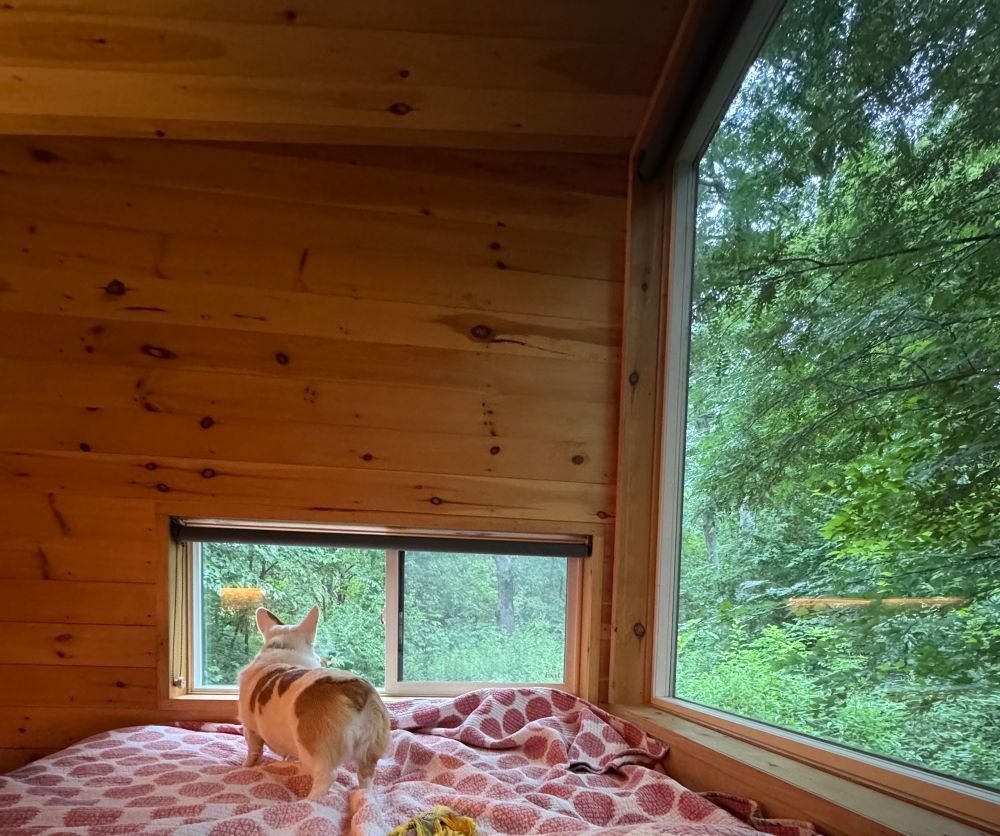 Clementine the corgi is standing on a platform bed surrounded by windows looking out on a dense forest. 