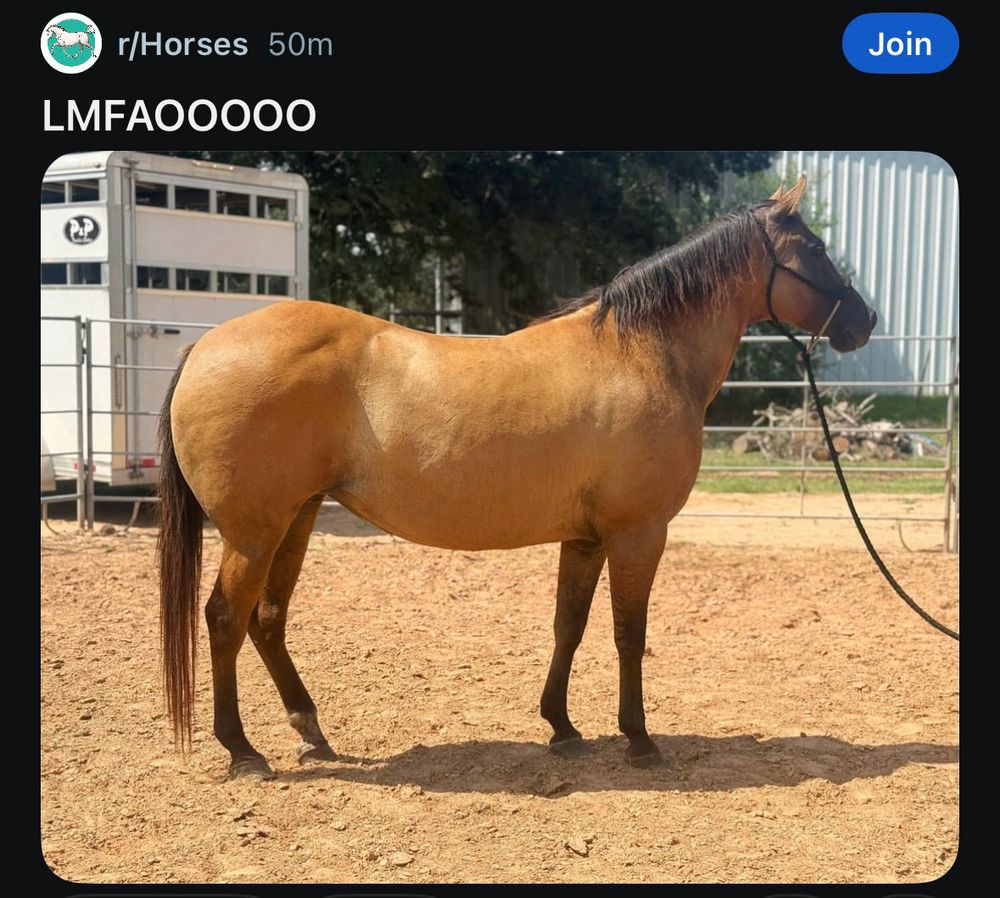 Little quarter horse and someone just says “LMFAOOOOO”