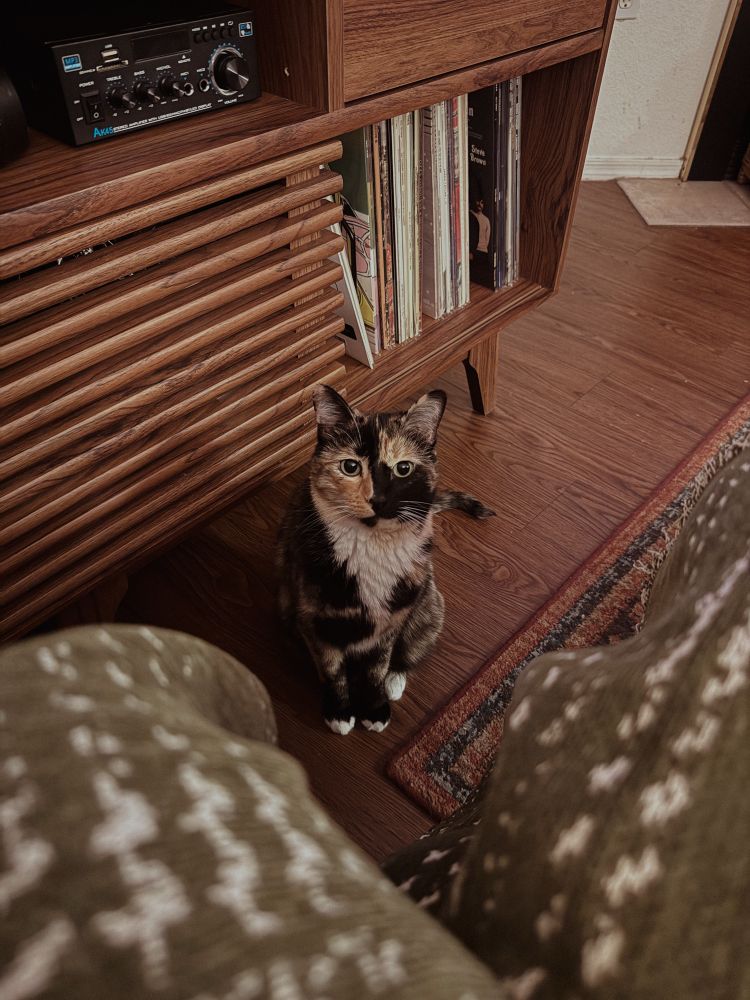 Tortoiseshell cat sitting on the floor 