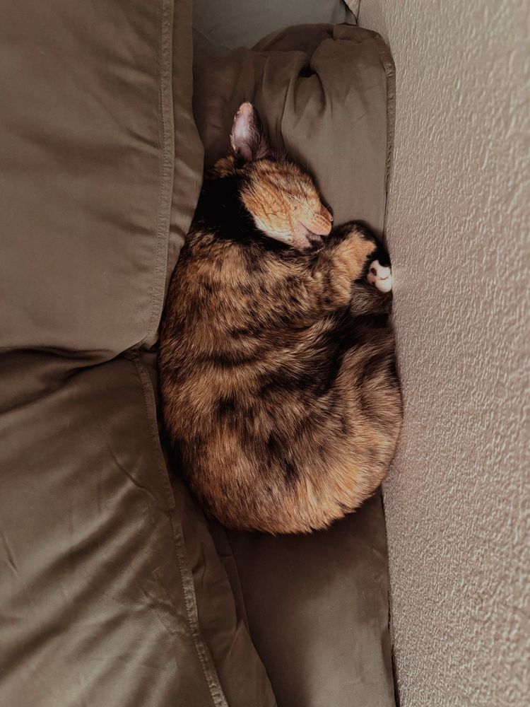 A tortoiseshell cat curled up into the smallest little ball and tucked between a green pillow and the wall 