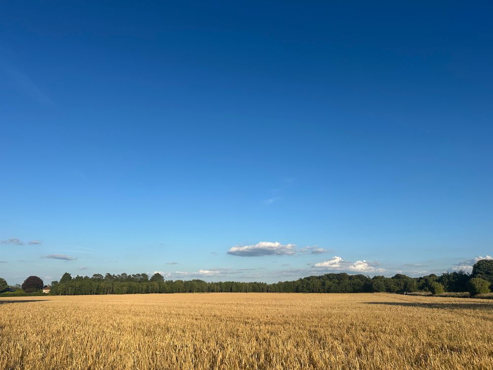 A field of wheat under blue skies, reflecting the colours of the Ukrainian flag