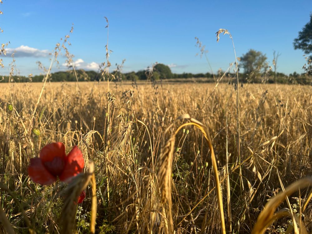  A poppy in a field of wheat 