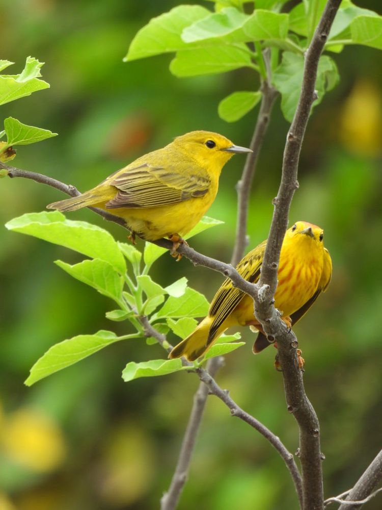 a female (left) and male (right) Galapagos yellow warbler
