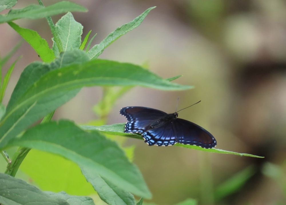 butterfly laying on a leaf, with its wings open enjoying the sun 
