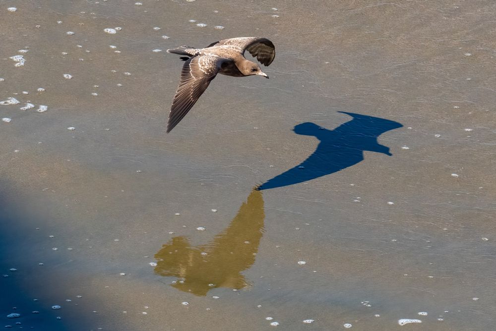 Juvenile Heermann's gull (very dark all over) in flight, flying over very very shallow water. Flying to the right maybe two feet off the ground. It's shadow is to the right. Just below the shadow is a reflection on the sheen of water.