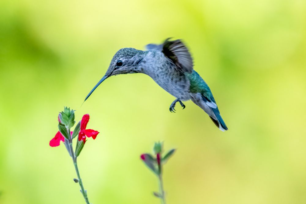Anna's hummingbird hovering right near a red flower. Backgroun is green and yellow. 