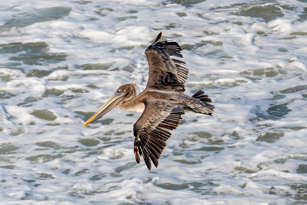 Brown pelican flying over white water. Wings outstretched. 