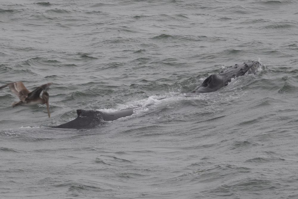 Humpback whale seen surfacing in the water with a pelican flying nearby