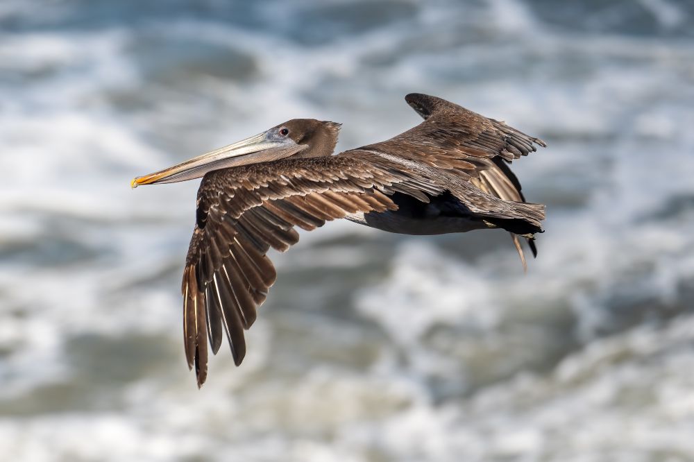 Brown pelican flying with white water in background. Wings outstretched. 