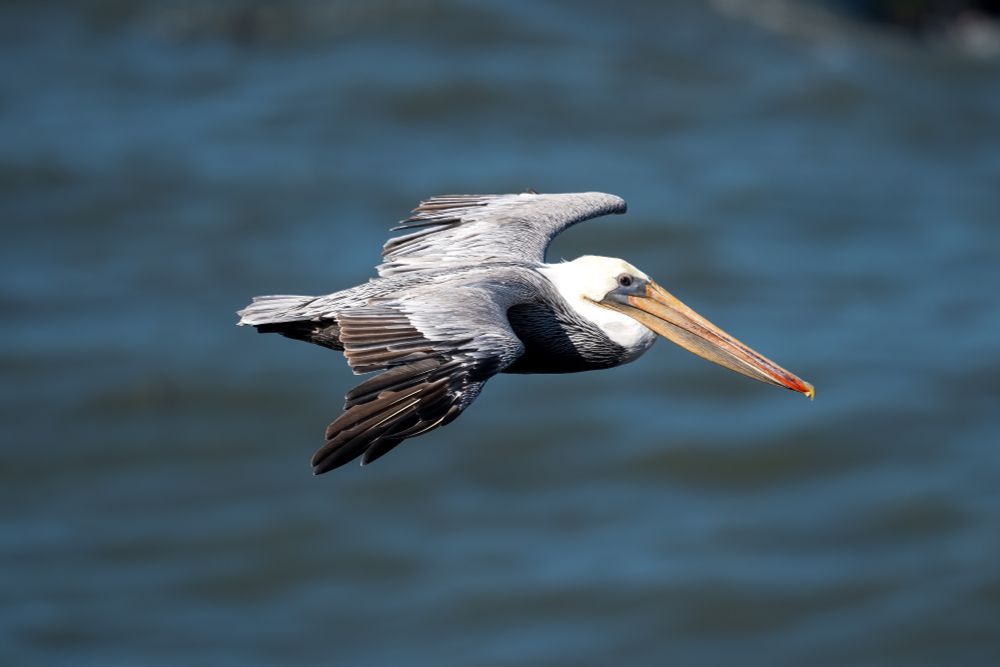 Brown pelican flying. Blurry ocean water in background. 