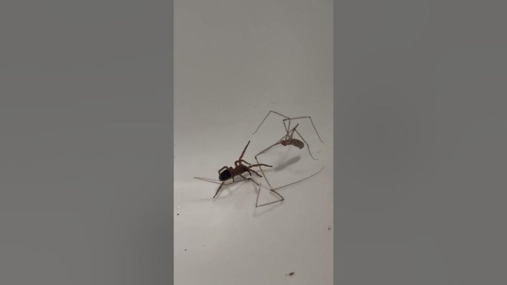 Crazy spider duel in a sink