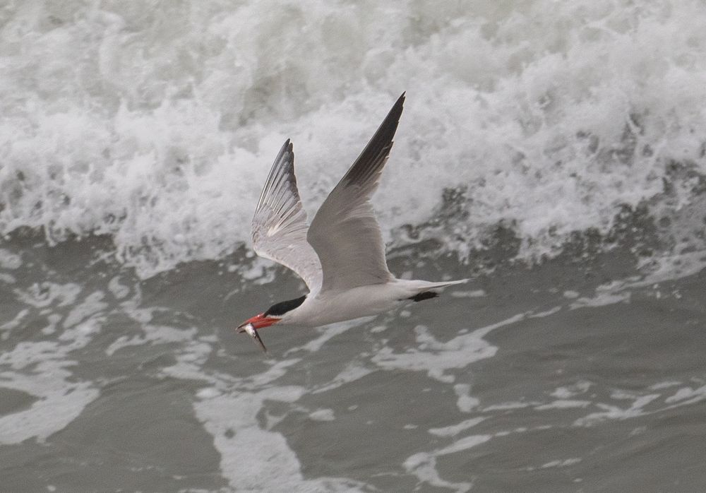 Tern in flight facing to the left with a fish in its bill. White capped waves in background 