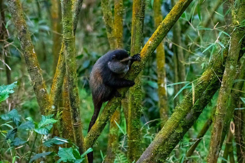 Golden Monkeys Rwanda-2024 - Jonathan Eisen