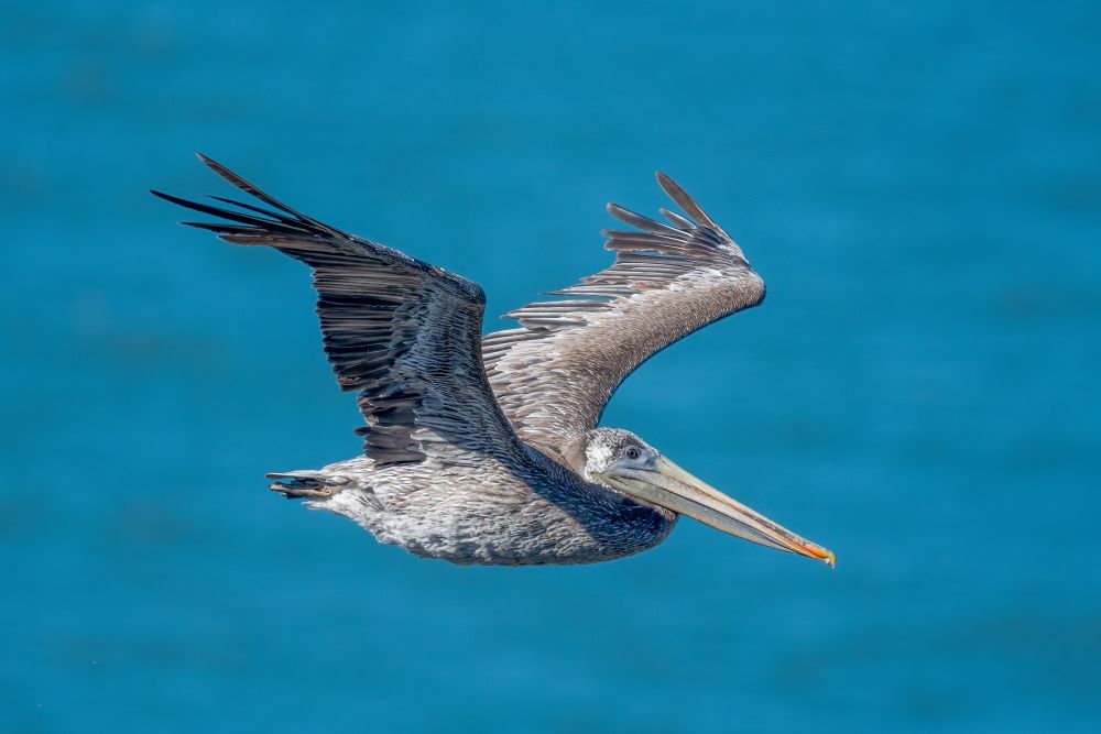 Brown pelican flying. Wings outstretched up a little bit. 