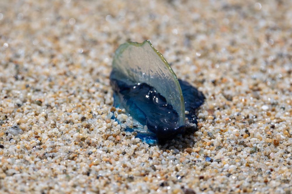 Blue blobby creature with a clear sail above the blob, resting on some sand