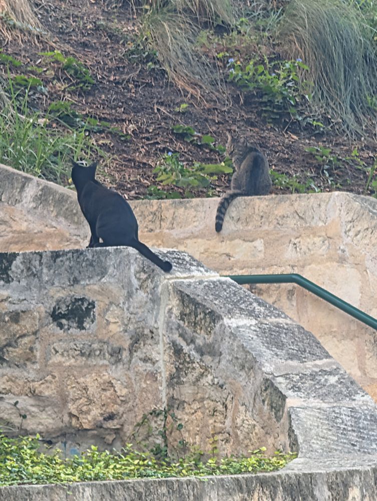 Two cats hanging out on the walls of a stone staircase in a hill