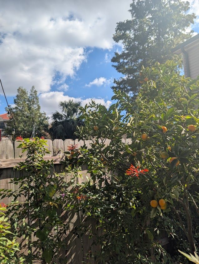 green trees in front of a beautiful sky
