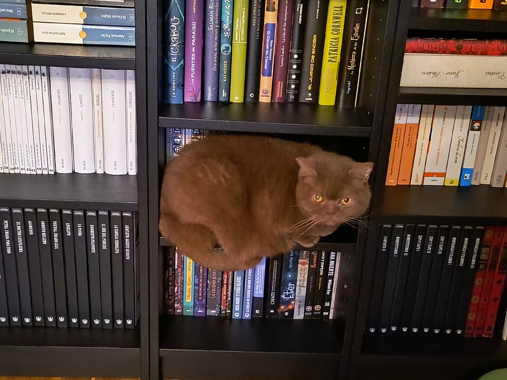 Gata en estantería.