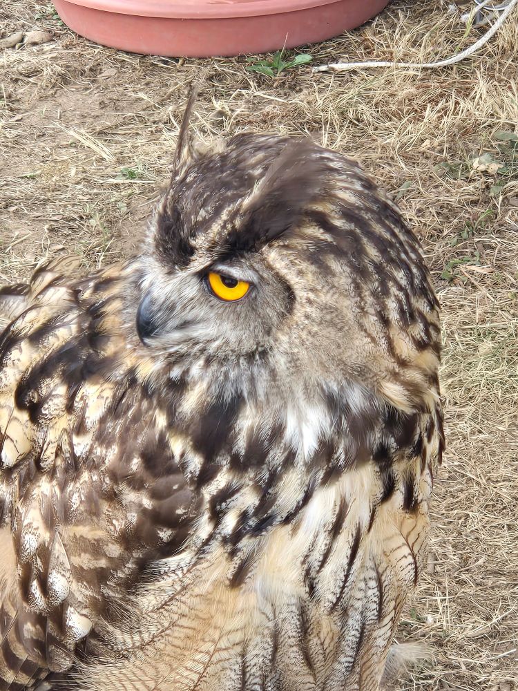An eastern eagle owl with bright yellow eyes. 
